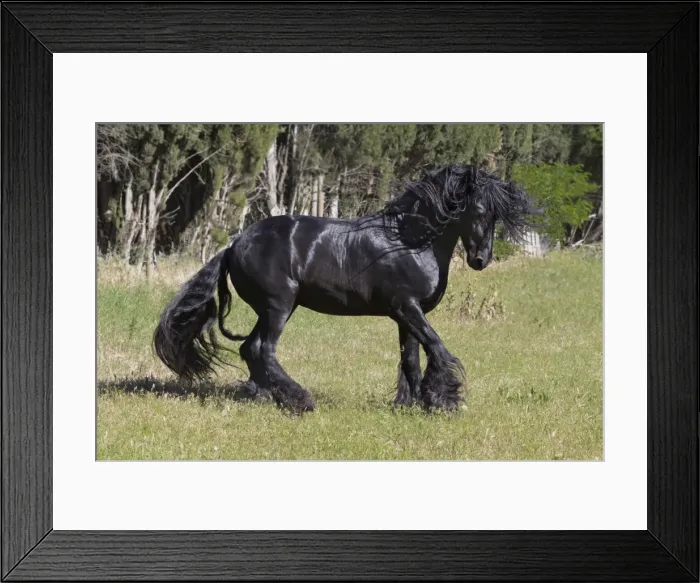 Framed Print : France, Provence, Camargue, A freisian horse with a long mane runs through a meadow Framed Print : France, Provence, Camargue, A freisian horse with a long mane runs through a meadow