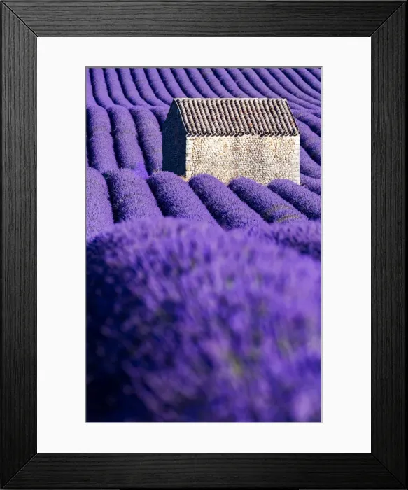 Framed Print : Valensole Plateau, Provence, France. Lavender field Framed Print : Valensole Plateau, Provence, France. Lavender field