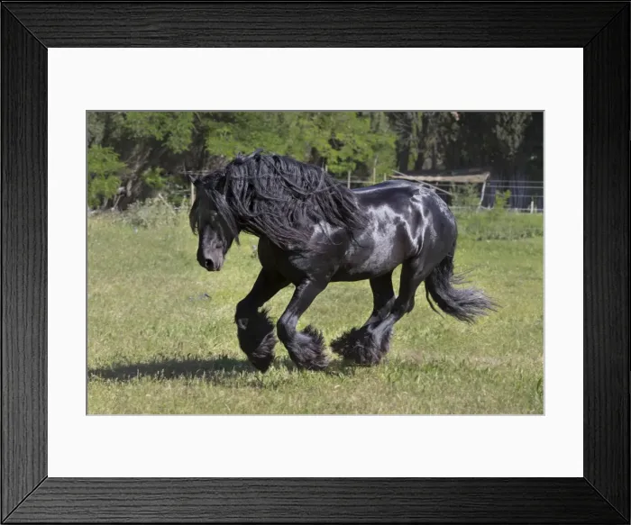 Framed Print : France, Provence, Camargue, A freisian horse with a long mane runs through a meadow Framed Print : France, Provence, Camargue, A freisian horse with a long mane runs through a meadow