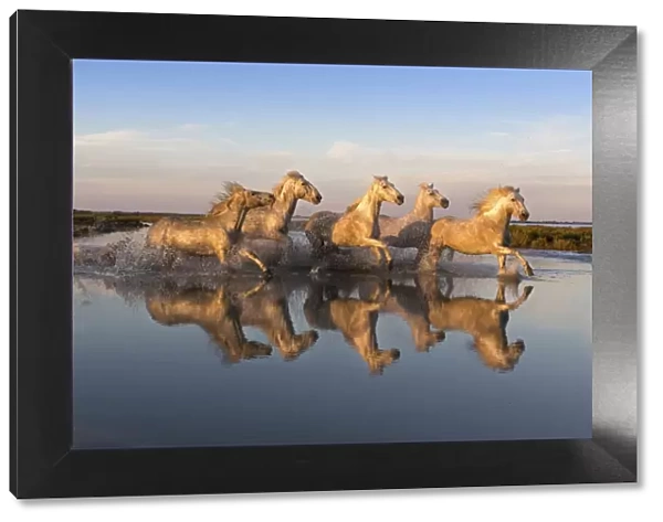 Reflection of white horses of the Camargue running through a shallow lake, Camargue
