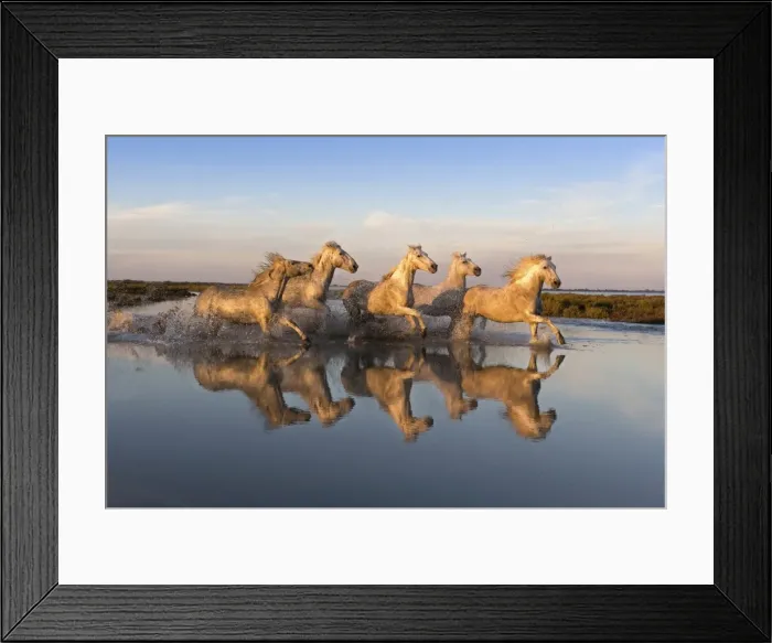 Framed Print : Reflection of white horses of the Camargue running through a shallow lake, Camargue Framed Print : Reflection of white horses of the Camargue running through a shallow lake, Camargue