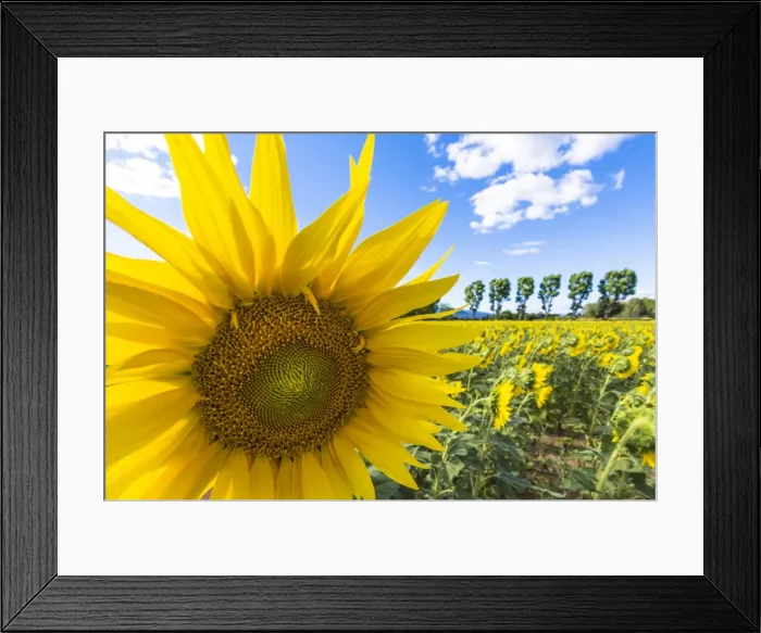 Framed Print : A field of sunflowers, Provence, France Framed Print : A field of sunflowers, Provence, France