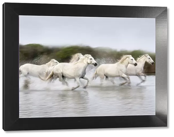 France, Provence, Camargue, White horses of the Camargue run through a lake
