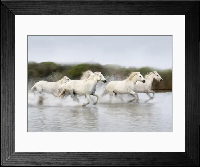 Framed Print : France, Provence, Camargue, White horses of the Camargue run through a lake Framed Print : France, Provence, Camargue, White horses of the Camargue run through a lake