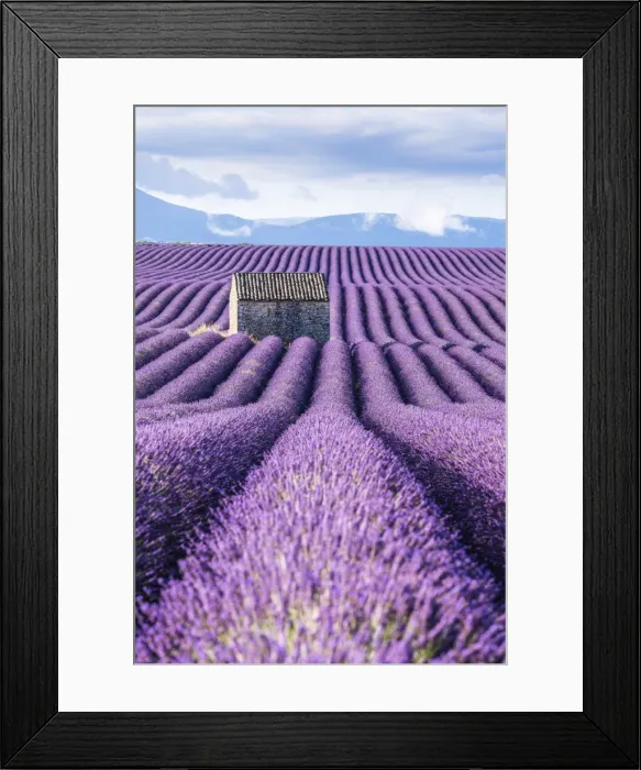 Framed Print : Lavender fields, Provence, France Framed Print : Lavender fields, Provence, France