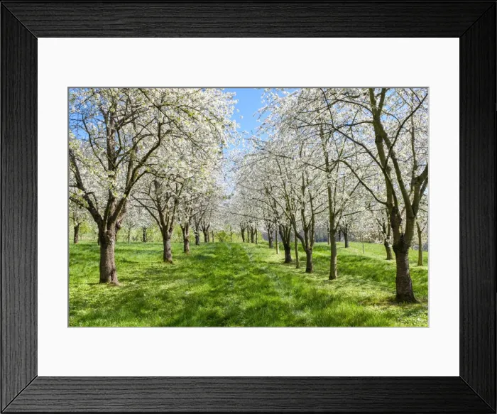 Framed Print : Germany, Baden-Wurttemberg, Schliengen. Cherry blossoms in the Eggenertal valley Framed Print : Germany, Baden-Wurttemberg, Schliengen. Cherry blossoms in the Eggenertal valley