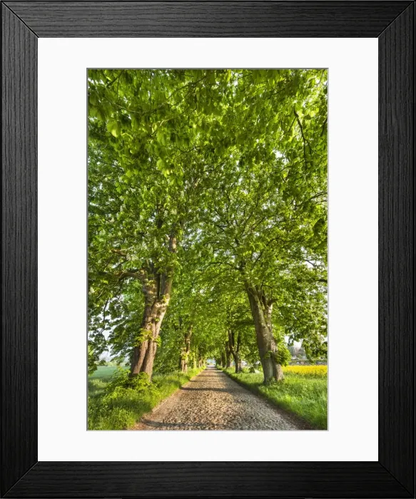 Framed Print : Chestnut alley and rape field, Lancken-Granitz, Rugen Island, Mecklenburg-Western Pomerania