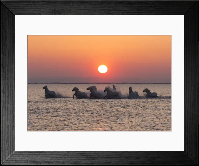 Framed Print : France, Provence, Camargue, A herd of white horses gallop through a lake in the Camargue Framed Print : France, Provence, Camargue, A herd of white horses gallop through a lake in the Camargue