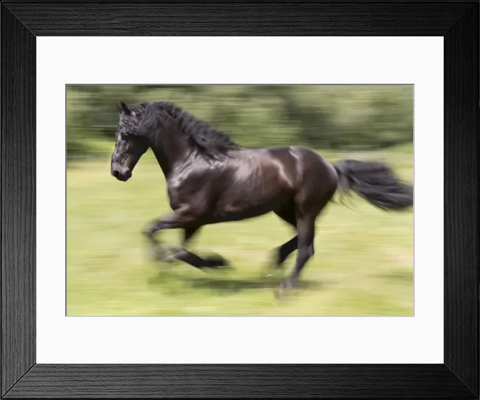 Framed Print : France, Provence, Camargue, A freisian horse runs free through a meadow Framed Print : France, Provence, Camargue, A freisian horse runs free through a meadow