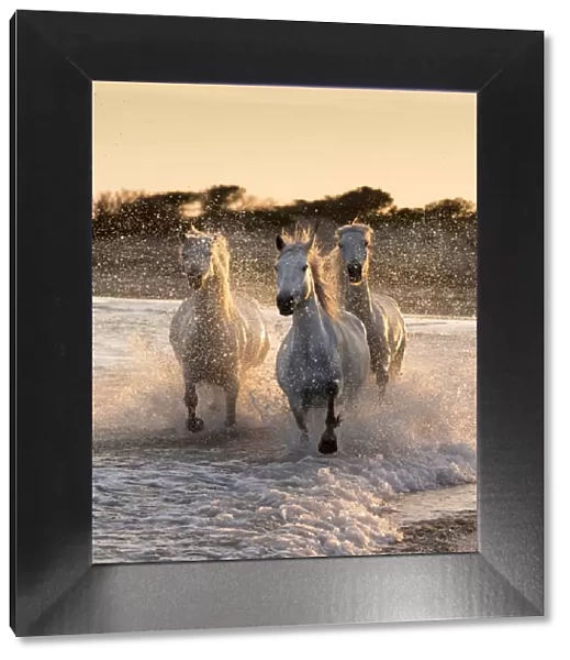 France, Provence, Camargue, White horses of the Camargue run through the surf in