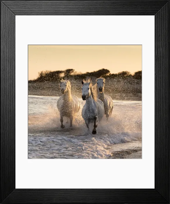 Framed Print : France, Provence, Camargue, White horses of the Camargue run through the surf in Framed Print : France, Provence, Camargue, White horses of the Camargue run through the surf in