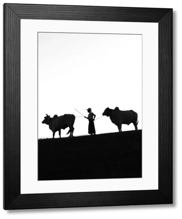 Framed Print : Young farmer with two oxen, Bagan, Mandalay region, Myanmar Framed Print : Young farmer with two oxen, Bagan, Mandalay region, Myanmar