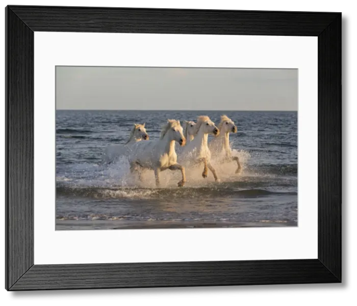 Framed Print : France, Provence, Camargue, White horses of the Camargue run through the mediterranean