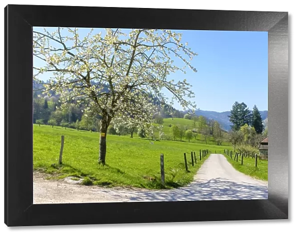 Munstertal valley in early spring, Breisgau-Hochschwarzwald, Baden-Wurttemberg, Germany