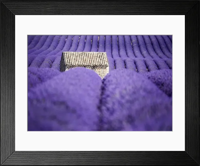 Framed Print : Valensole Plateau, Provence, France. Lavender field