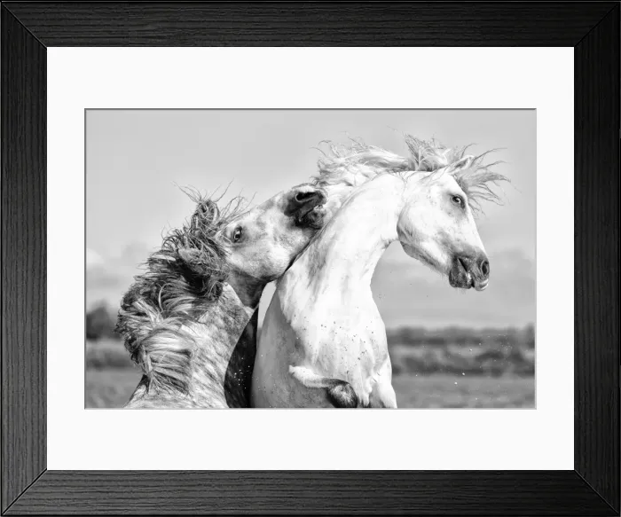 Framed Print : France, Provence, Camargue, Two male horses sparring Framed Print : France, Provence, Camargue, Two male horses sparring
