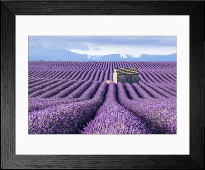 Framed Print : Lavender fields, Provence, France Framed Print : Lavender fields, Provence, France