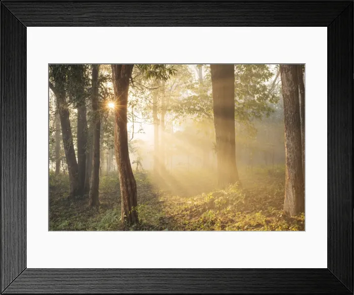 Framed Print : Sunrise through misty woods near Hsipaw, Shan State, Myanmar, Asia Framed Print : Sunrise through misty woods near Hsipaw, Shan State, Myanmar, Asia