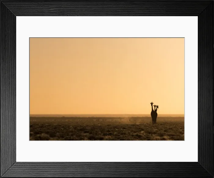 Framed Print : Lonely Giraffes in Etosha, Namibia, Africa in Etosha, Namibia, Africa Framed Print : Lonely Giraffes in Etosha, Namibia, Africa in Etosha, Namibia, Africa