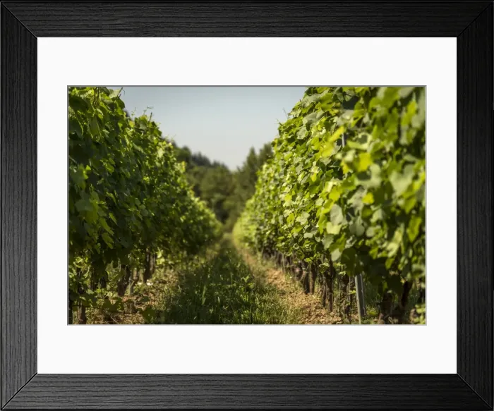 Framed Print : Italy, Tuscany, a vineyard in Lunigiana near to Licciana Nardi Framed Print : Italy, Tuscany, a vineyard in Lunigiana near to Licciana Nardi