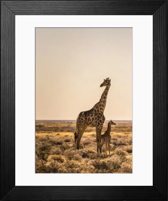 Framed Print : Lonely Giraffe with baby in Etosha, Namibia, Africa Framed Print : Lonely Giraffe with baby in Etosha, Namibia, Africa