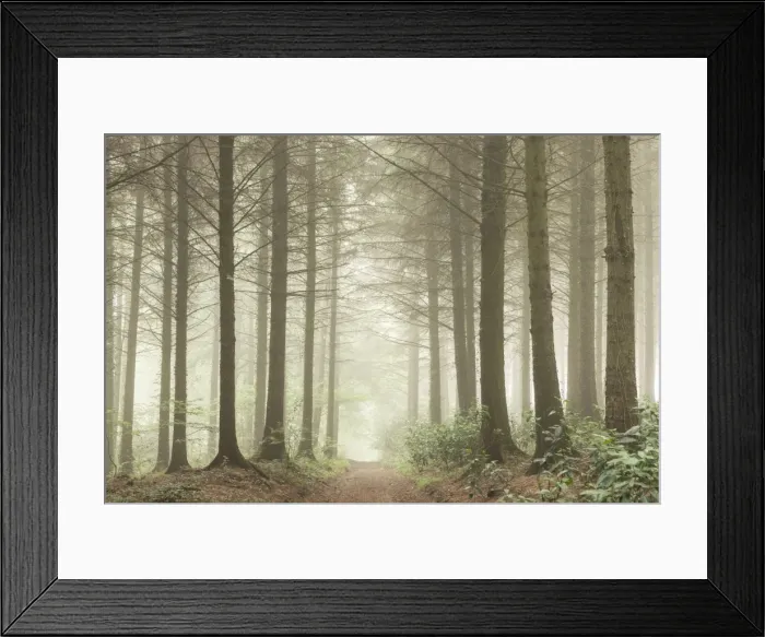 Framed Print : Path leading through a misty coniferous woodland, Devon, England