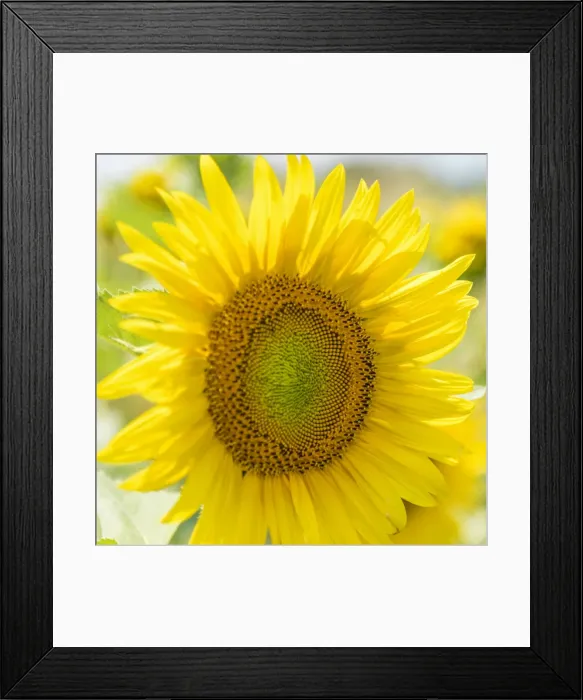 Framed Print : Italy, Piedmont, a sunflower Framed Print : Italy, Piedmont, a sunflower