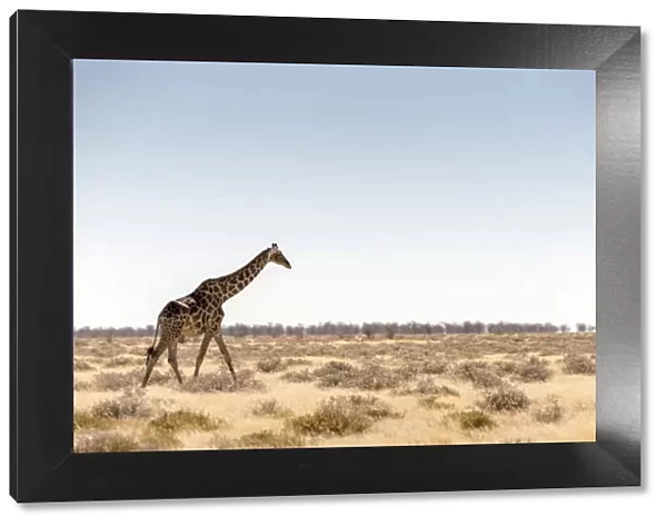 Lonely Giraffe in Etosha, Namibia, Africa