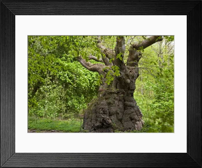 Framed Print : Over 1000 years old, the Big Belly Oak is the oldest tree in Savernake Forest, Marlborough Framed Print : Over 1000 years old, the Big Belly Oak is the oldest tree in Savernake Forest, Marlborough