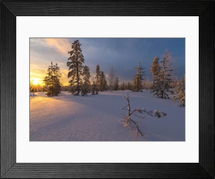 Framed Print : The lights of the arctic sunset illuminate the snowy woods Vennivaara Rovaniemi Lapland Framed Print : The lights of the arctic sunset illuminate the snowy woods Vennivaara Rovaniemi Lapland