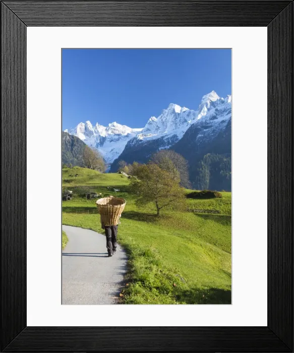 Framed Print : Farmer with straw basket walks through meadows and snowy peaks Soglio Bregaglia Valley Framed Print : Farmer with straw basket walks through meadows and snowy peaks Soglio Bregaglia Valley