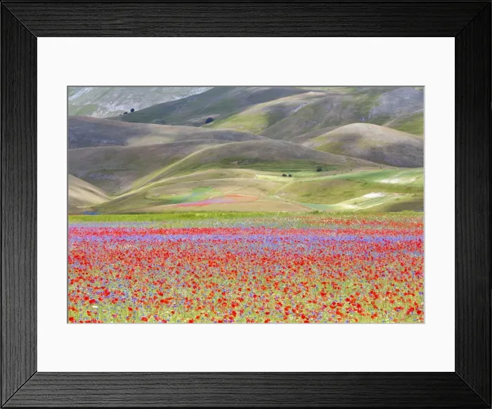 Framed Print : Europe, Italy, Umbria, Perugia district, flowering of Castelluccio of Norcia Framed Print : Europe, Italy, Umbria, Perugia district, flowering of Castelluccio of Norcia