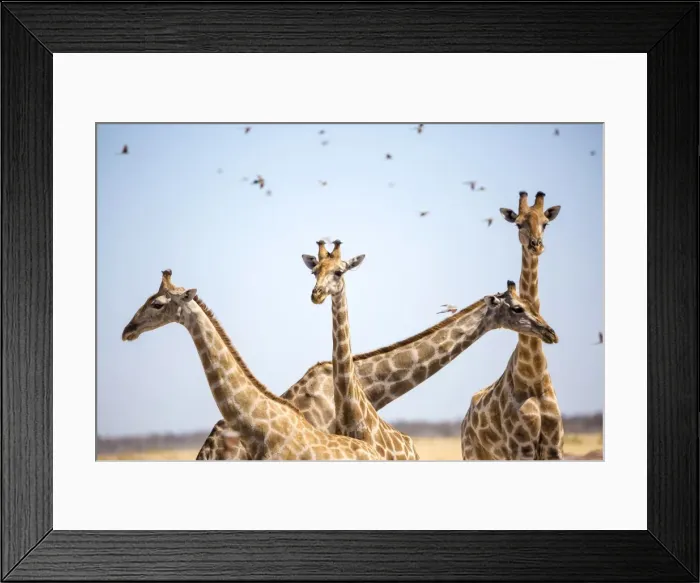 Framed Print : Giraffe in Etosha, Namibia, Africa Framed Print : Giraffe in Etosha, Namibia, Africa