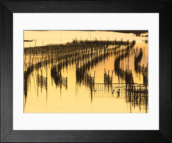 Framed Print : Oyster beds at sunset, Halong Bay, Quang Ninh Province, North-East Vietnam, South-East Framed Print : Oyster beds at sunset, Halong Bay, Quang Ninh Province, North-East Vietnam, South-East
