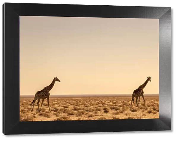 Lonely Giraffes in Etosha, Namibia, Africa