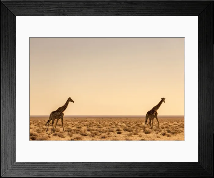 Framed Print : Lonely Giraffes in Etosha, Namibia, Africa Framed Print : Lonely Giraffes in Etosha, Namibia, Africa