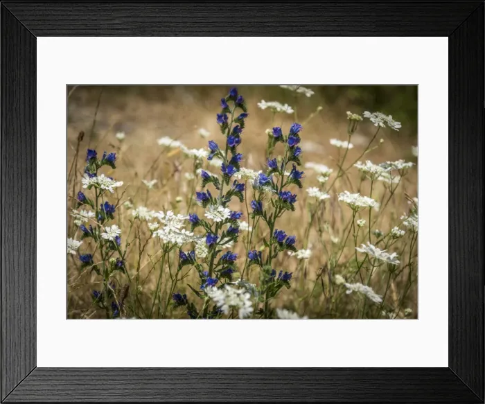 Framed Print : Italy, Tuscany, a flowering meadow in Lunigiana Framed Print : Italy, Tuscany, a flowering meadow in Lunigiana