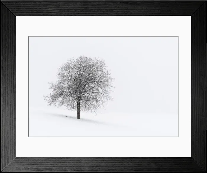 Framed Print : Europe, Italy, Trentino Alto Adige, Non valley. Snow covered tree after a heavy snowfall
