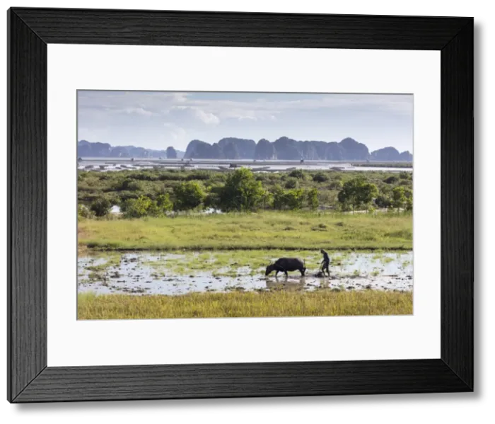 Framed Print : A farmer ploughs a paddy field using a water buffalo, Halong Bay, Ha Long Bay, Quang Ninh Province Framed Print : A farmer ploughs a paddy field using a water buffalo, Halong Bay, Ha Long Bay, Quang Ninh Province