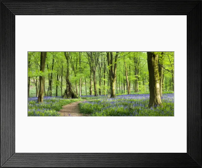 Framed Print : Beech woods and carpets of Bluebells, West Woods, Marlborough, Wiltshire, England Framed Print : Beech woods and carpets of Bluebells, West Woods, Marlborough, Wiltshire, England