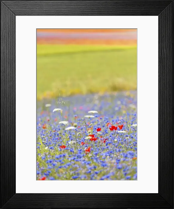 Framed Print : Europe, Italy, Umbria, Perugia district, flowering of Castelluccio of Norcia Framed Print : Europe, Italy, Umbria, Perugia district, flowering of Castelluccio of Norcia