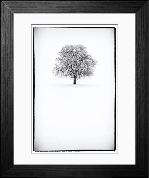 Framed Print : Europe, Italy, Trentino Alto Adige, Non valley. Snow covered tree after a heavy snowfall Framed Print : Europe, Italy, Trentino Alto Adige, Non valley. Snow covered tree after a heavy snowfall