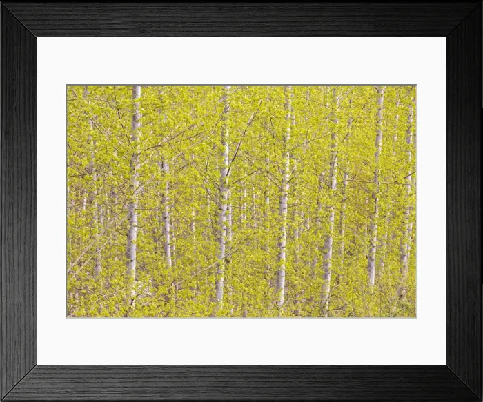 Framed Print : Silver birch trees in early spring in the Rioja, Alava, Spain, Europe Framed Print : Silver birch trees in early spring in the Rioja, Alava, Spain, Europe
