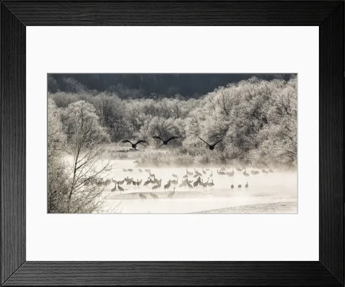 Framed Print : Red crowned cranes from Otowa bridge, Tsurui, Hokkaido, Japan