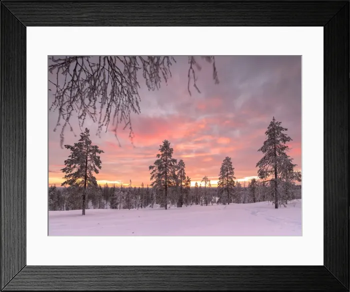 Framed Print : The pink light of the arctic sunset illuminates the snowy woods Vennivaara Rovaniemi