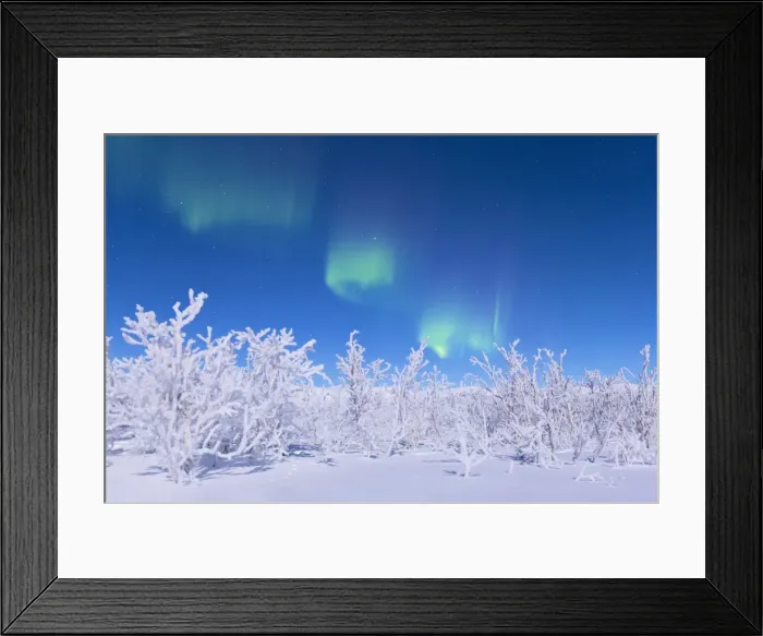 Framed Print : Northern lights turn green the night sky lit by the full moon. Riskgransen, Norbottens Ian Framed Print : Northern lights turn green the night sky lit by the full moon. Riskgransen, Norbottens Ian