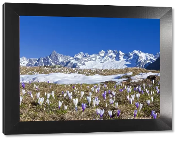 Colorful Crocus in meadows framed by snowy peaks Alpe Granda Sondrio province Masino