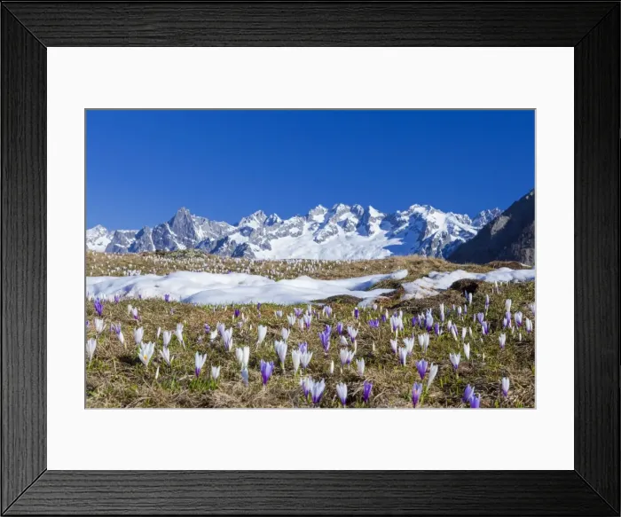 Framed Print : Colorful Crocus in meadows framed by snowy peaks Alpe Granda Sondrio province Masino