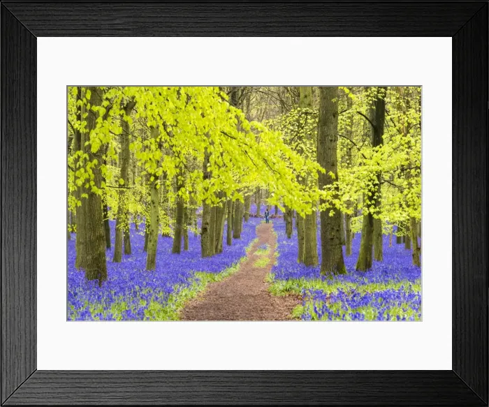 Framed Print : Bluebells at Dockey Wood, Ashridge Estate, Hertfordshire, UK