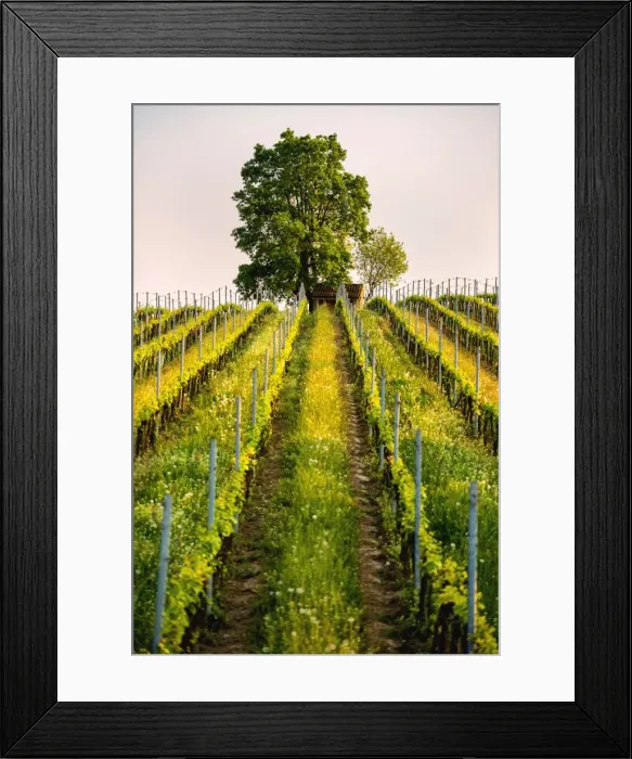 Framed Print : Tree and Vineyards at sunset in Franciacorta, Brescia province, Lombardy district Framed Print : Tree and Vineyards at sunset in Franciacorta, Brescia province, Lombardy district